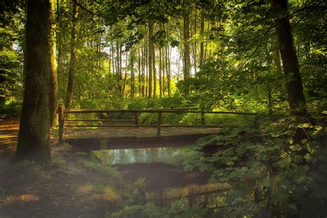 Free Images Landscape Tree Nature Swamp Wilderness Fog Bridge