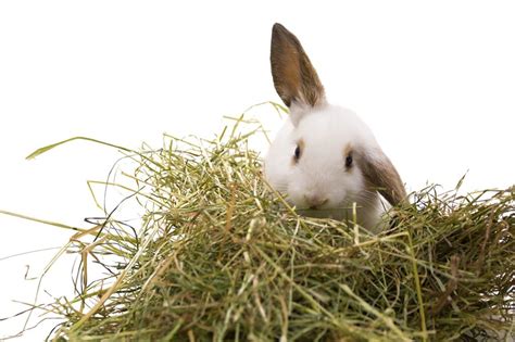 A Guide On Rabbit Food