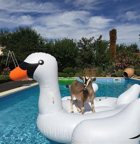 Whatever Floats Your Goat On Tumblr