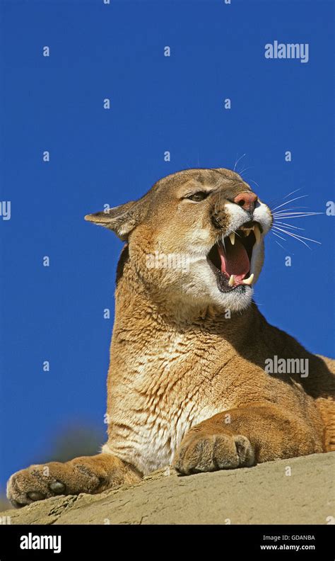 COUGAR Puma Concolor ADULT SNARLING ON ROCK MONTANA Stock Photo Alamy