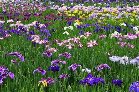 Growing Irises How To Plant Grow And Care For Iris Plants