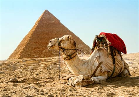 Pirámide Del Camello De Giza Egipto Imagen De Archivo Imagen De Camello Humano 128132137