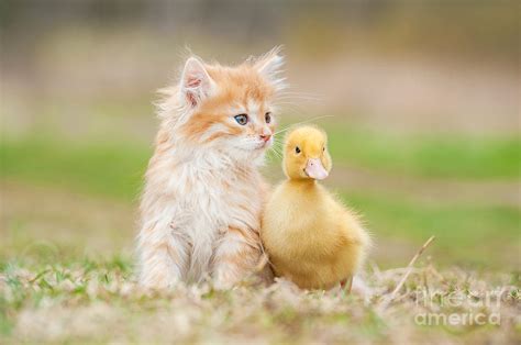 Adorable Red Kitten With Little Duckling Photograph By Grigorita Ko