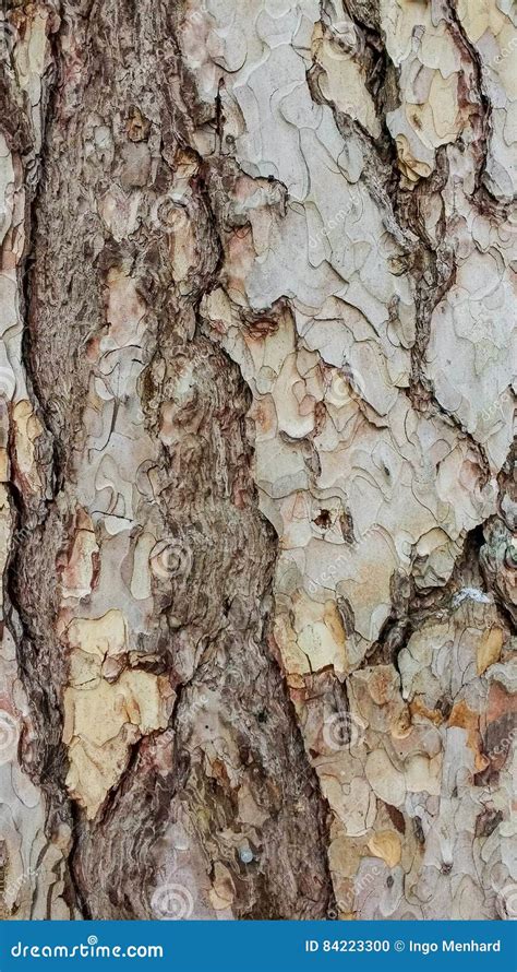 Tree Bark Details Background Stock Photo Image Of Abstract Structure