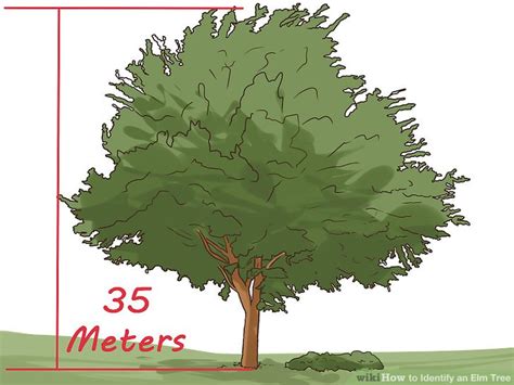 3 Ways To Identify An Elm Tree Wikihow