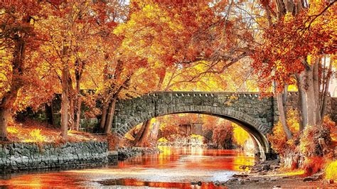 Fall Tree Wallpapers 75 Background Pictures