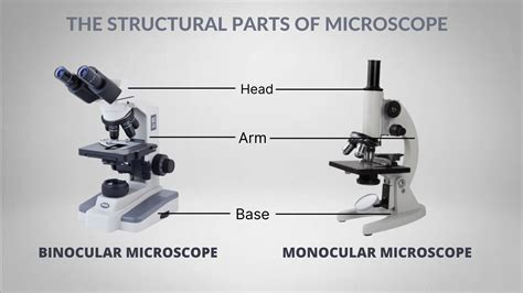 Parts Of A Compound Microscope And Their Functions Images