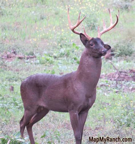 Melanistic Whitetail Deer How Rare Are They Omega Outdoors