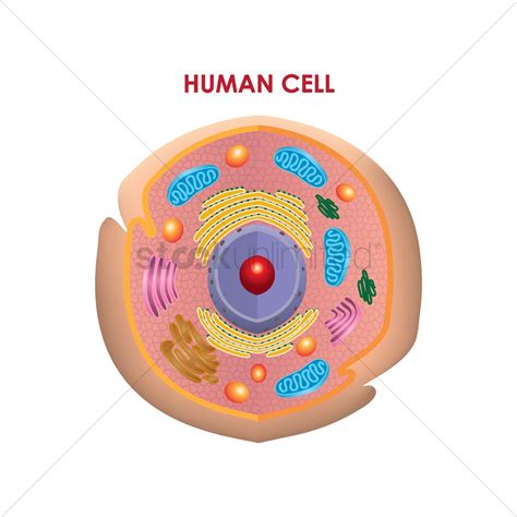 Human Cell Vector Image Stockunlimited