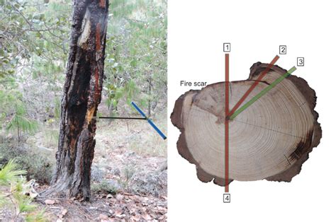 Using Tree Rings To Reconstruct Fire History Information From Forested