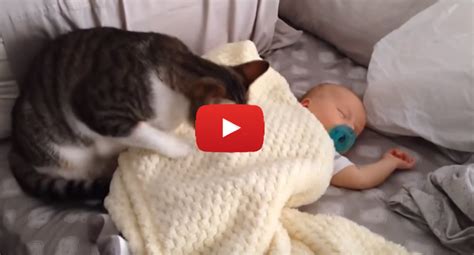Youll Love This Compilation Of Funny Cats Protecting Babies