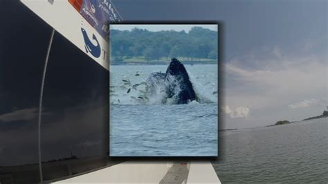 Web Exclusive Aquarium Takes Whale Watching Cruise After Humpback Sighting In Long Island Sound