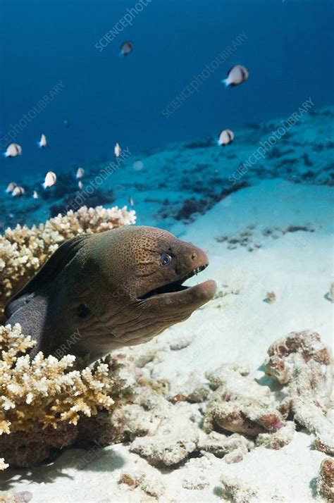 Giant Moray Eel On A Reef Stock Image C0267046 Science Photo Library