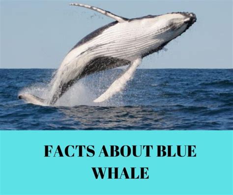 Facts About Sea Animals Remember Animals