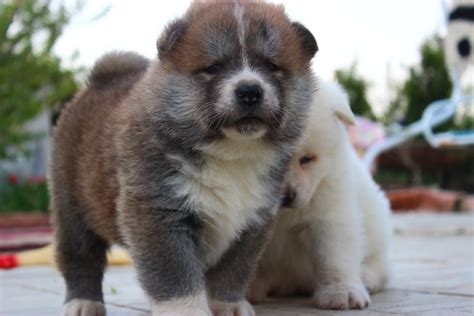 Another consideration is to look into some of he would only allow pictures of himself if a lady was part of the deal. 35+ Most Cute Akita Puppy Pictures And Photos