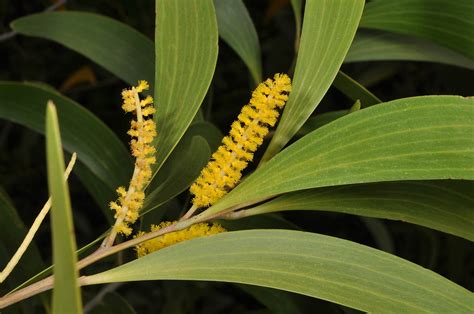 Acacia Auriculiformis Fabaceae