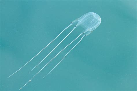 Cnidaria Тип Книдарии Стрекающие Кишечнополостные Phylum Cnidaria