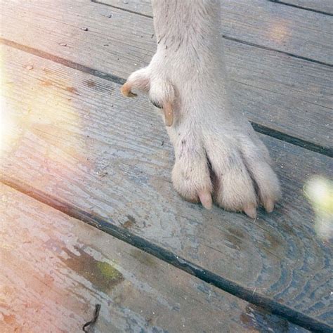Double dewclaws on rear leg of dog. What Are Dog Dewclaws For, Anyways?