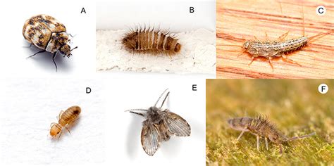 Carpet beetle larvae look like very, very small fuzzy caterpillars; Sharing Your Home With Arthropods · Frontiers for Young Minds