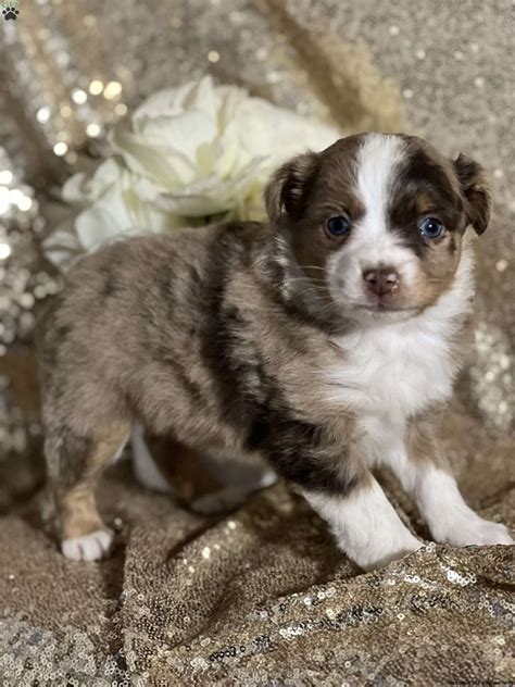 Mystic Miniature Australian Shepherd Puppy For Sale In New York