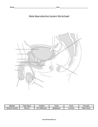 Male Reproductive System Worksheet Free Printable