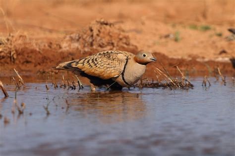 Premium Photo Black Bellied Sandgrouse Male Drinking At A Water Point