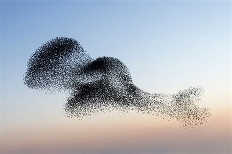 Stunning Images Of Starlings In Flight Wired