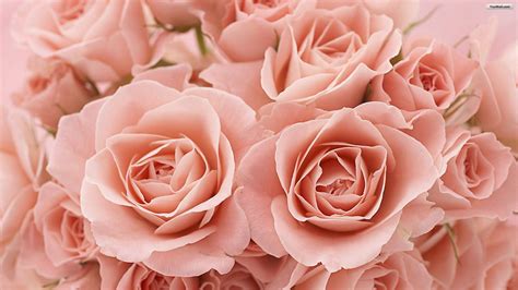 Beautiful Light Pink Rose Flower Images Best Flower Site