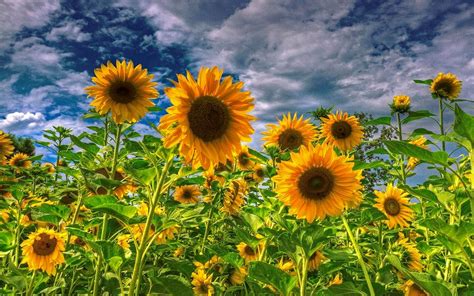 Sunflower Desktop Wallpapers Top Free Sunflower Deskt Vrogue Co
