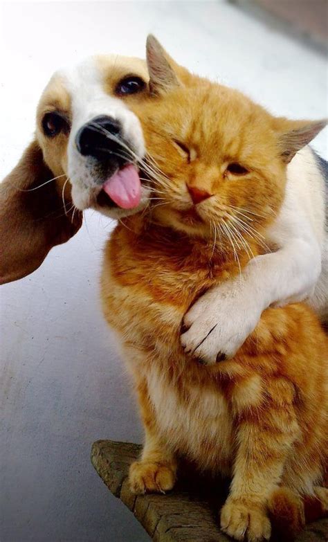 Stop With The Kisses Cute Cats And Dogs Dogs Doing Funny Things