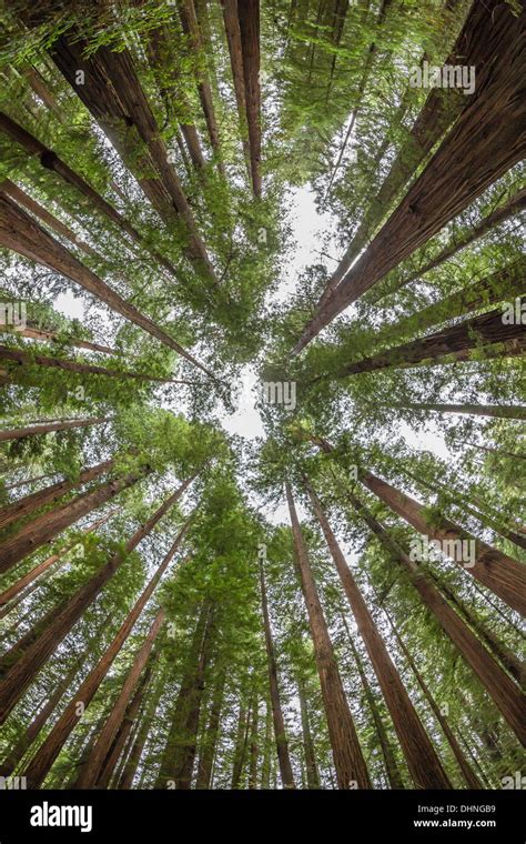 Coast Redwood Sequoia Sempervirens Forest In Humboldt Redwoods State