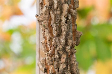 Winged Elm Purdue Fort Wayne