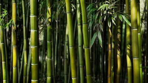 Bamboo is a grass which grows fastest in the world. Bamboo 4K wallpapers for your desktop or mobile screen ...