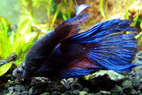 2021 Betta Fish Tank Mates Huge List Of 50 Fish That Can Live With