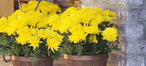 Fall Blooming Annuals And Perennials Buying Guide
