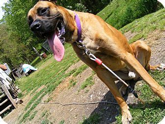 We did not find results for: Hank | Adopted Puppy | Baden, PA | Great Dane/Boxer Mix