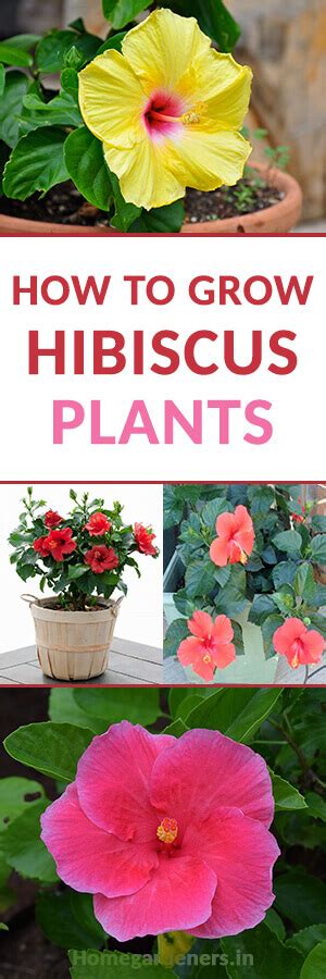 The Best Ways To Grow Care And Utilize Hibiscus Plants Home Gardeners