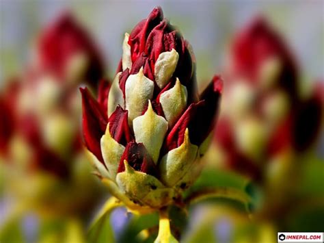 Everything You Need To Know About National Flower Of Nepal