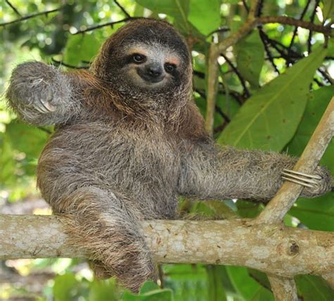 Three Toed Sloth Natural History On The Net