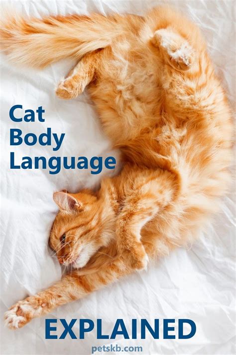 The Complete Guide To Cat Body Language Artofit