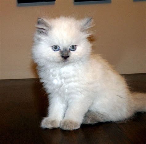 Himalayan Fluffy Cat Breeds Fluffy Cat Breeds Himalayan Cat Cats