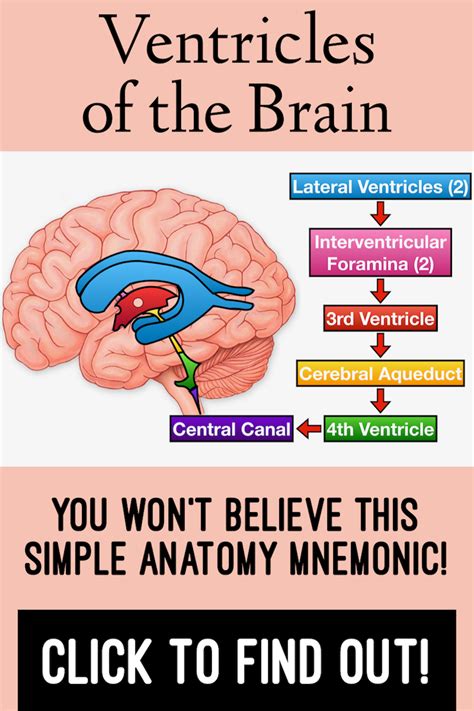 Ventricles Of The Brain Anatomy Model Function And Mnemonic Brain