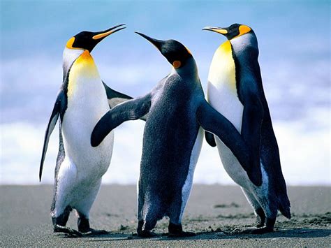 King Penguin Aptenodytes Patagonicus Picture Bird