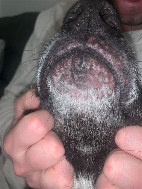 I Noticed Red Bumps On My Dogs Chin Or Around Lips She Doesnt Seem