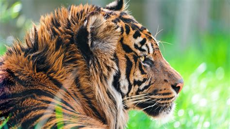 Wallpaper Hewan Alam Harimau Merapatkan Margasatwa Kucing Besar