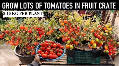 How To Grow Tomatoes At Home In Fruitvegetable Crate Youtube