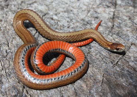 Red Bellied Snake Storeria Occipitomaculata Snake Belly Somerset