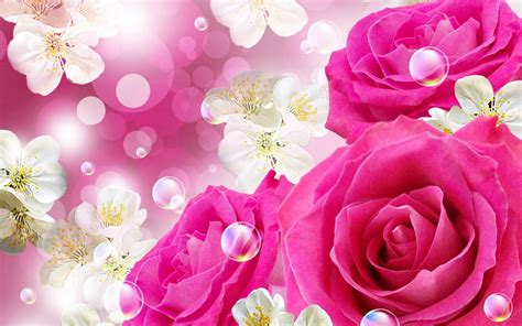 Beautiful Pink Roses For Desktop Wallpaper Full Hd