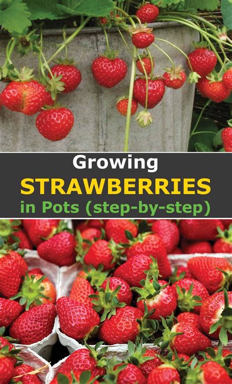 Easy Tips For Growing Strawberries In Pots Growing Strawberries Growing Strawberries In