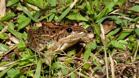 Mascarene Grass Frog Markeisingbirding